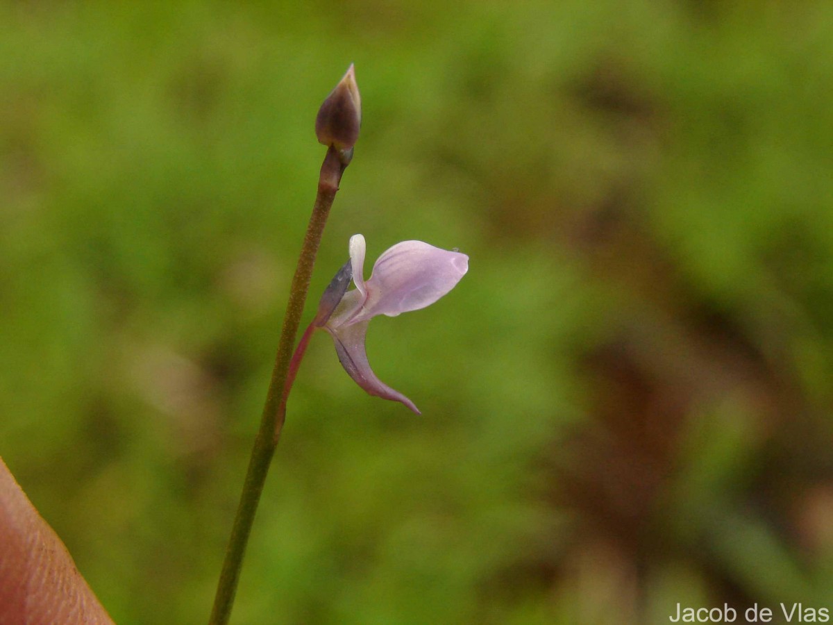 Utricularia uliginosa Vahl